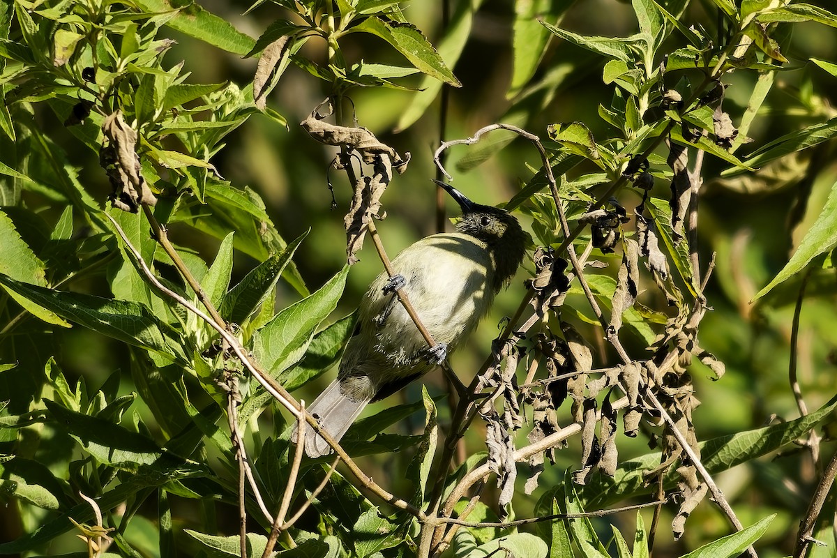 Sunda Honeyeater - ML643084875