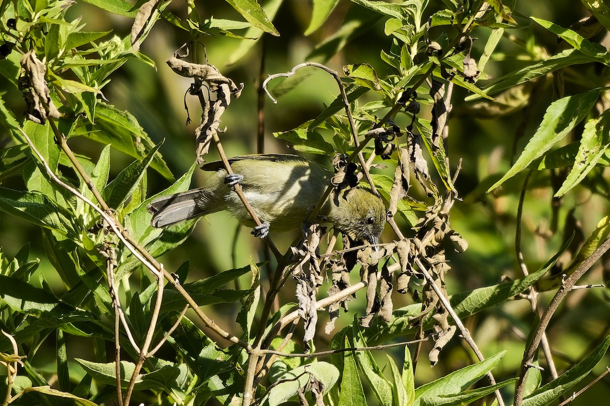 Sunda Honeyeater - ML643084876