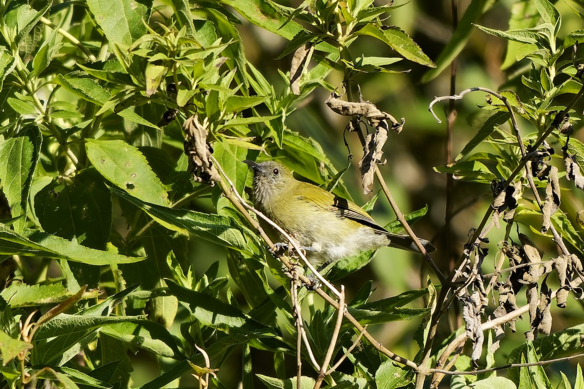 Sunda Honeyeater - ML643084877