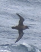 Short-tailed Shearwater - ML643084887