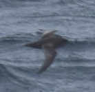 Short-tailed Shearwater - ML643084888