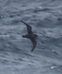 Short-tailed Shearwater - ML643084889