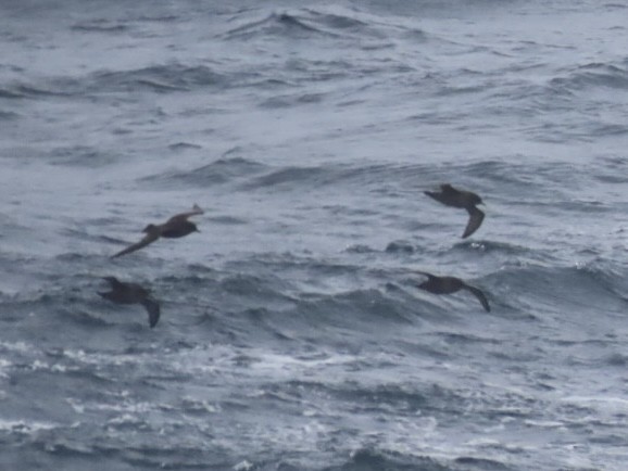 Short-tailed Shearwater - ML643084890