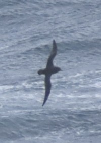 Short-tailed Shearwater - ML643084891