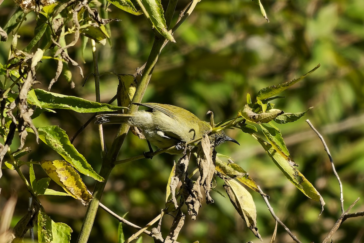 Sunda Honeyeater - ML643084895