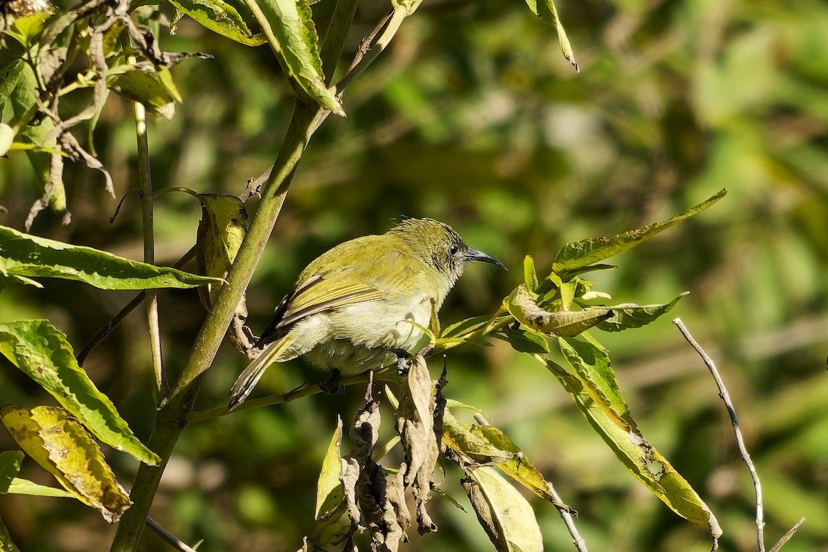 Sunda Honeyeater - ML643084896