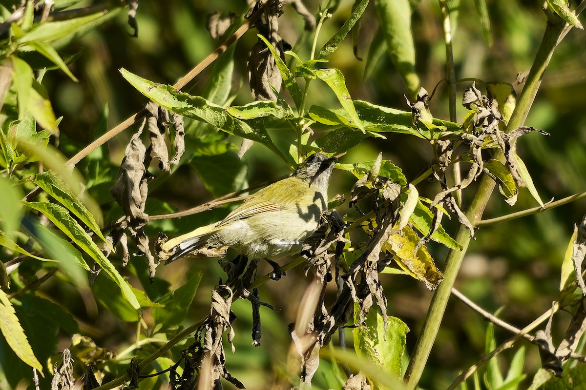 Sunda Honeyeater - ML643084897