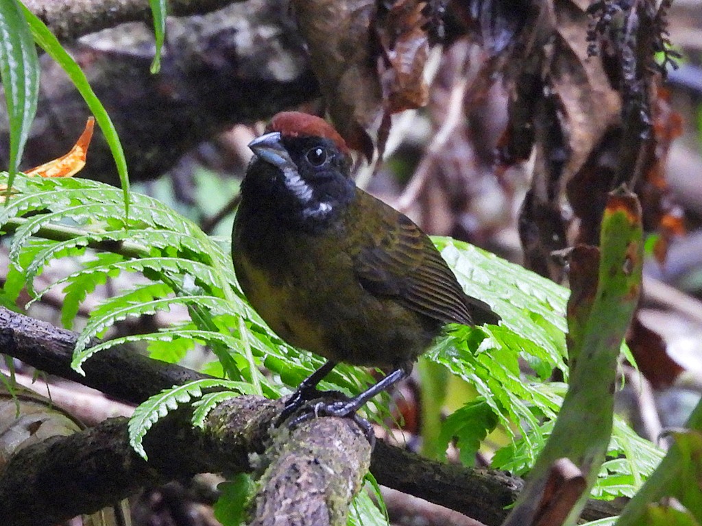 Sooty-faced Finch - ML643084898