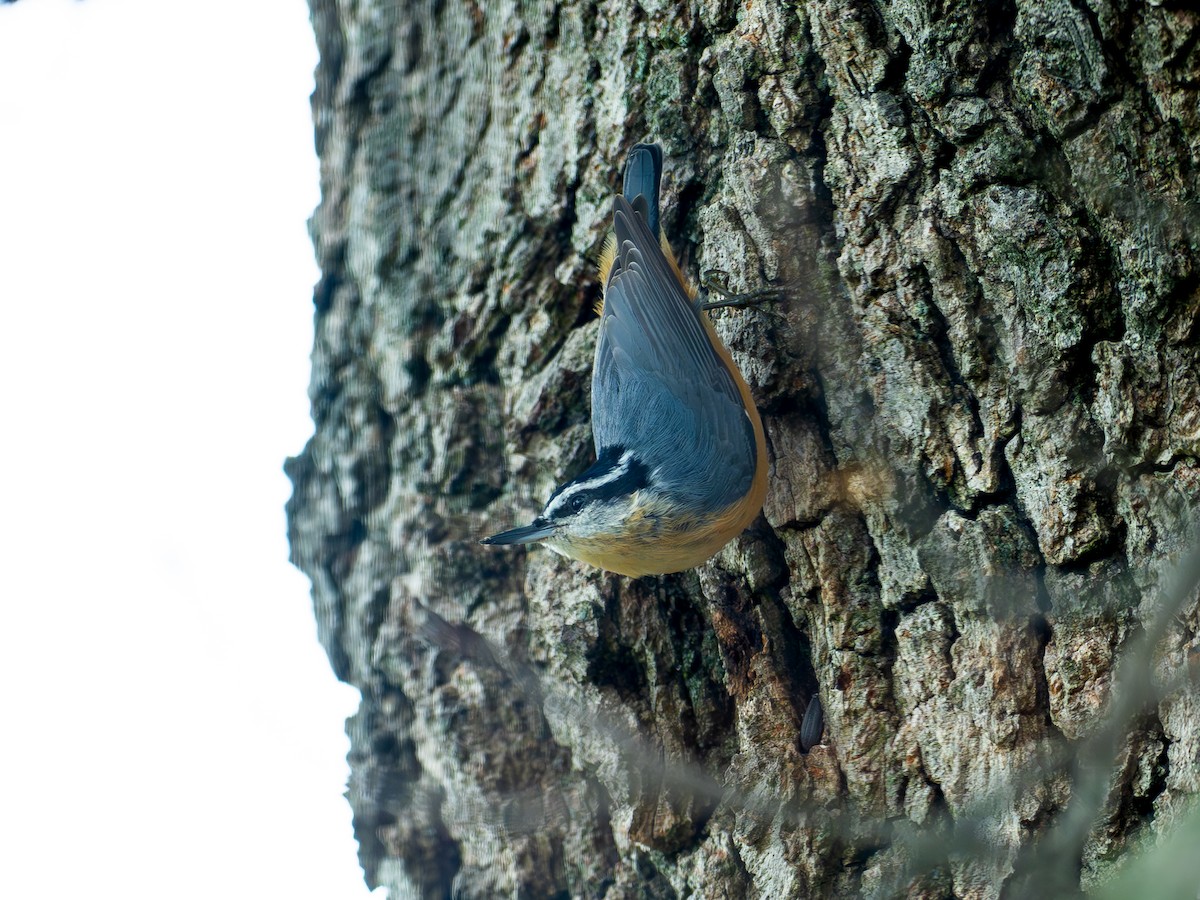 brhlík americký - ML643084906