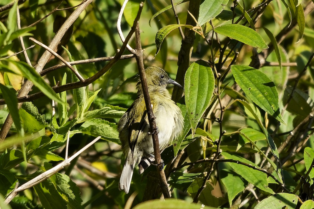 Sunda Honeyeater - ML643084913