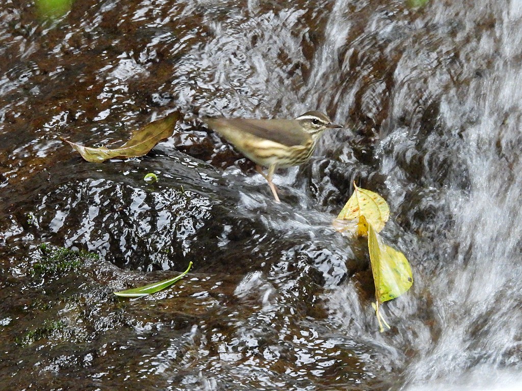 Louisiana Waterthrush - ML643084916