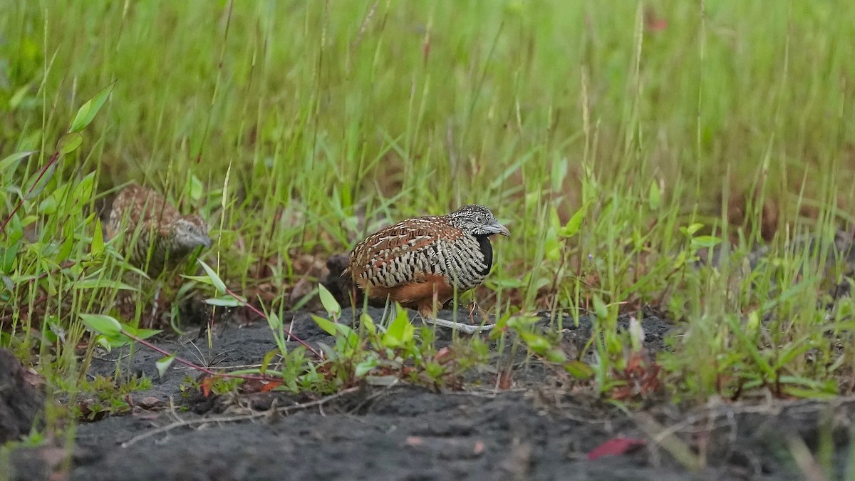 Barred Buttonquail - ML643084917
