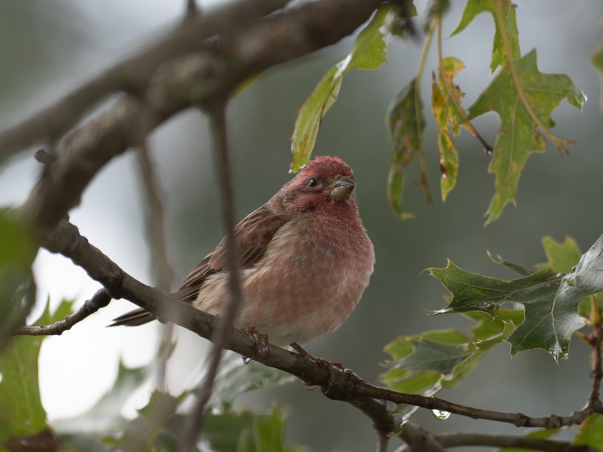 hýl nachový - ML643084919