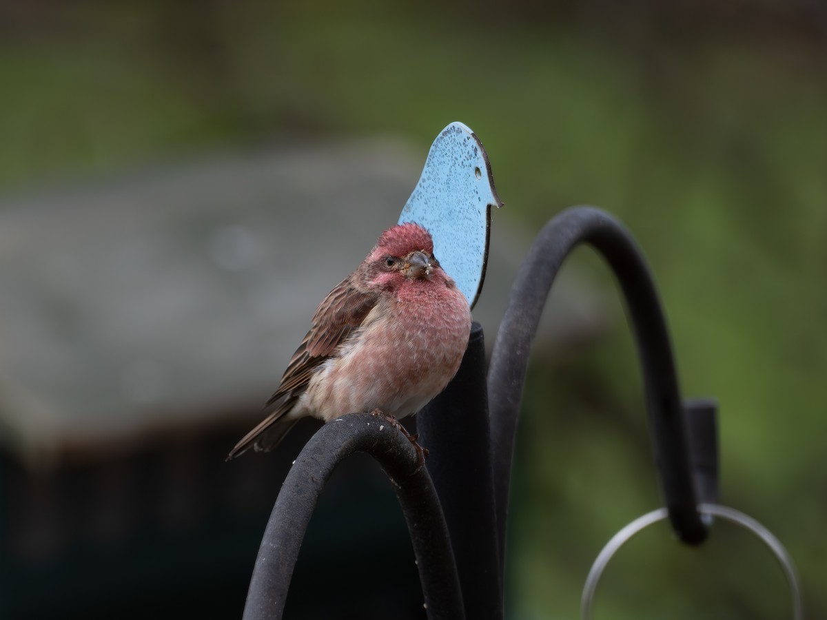 hýl nachový - ML643084920