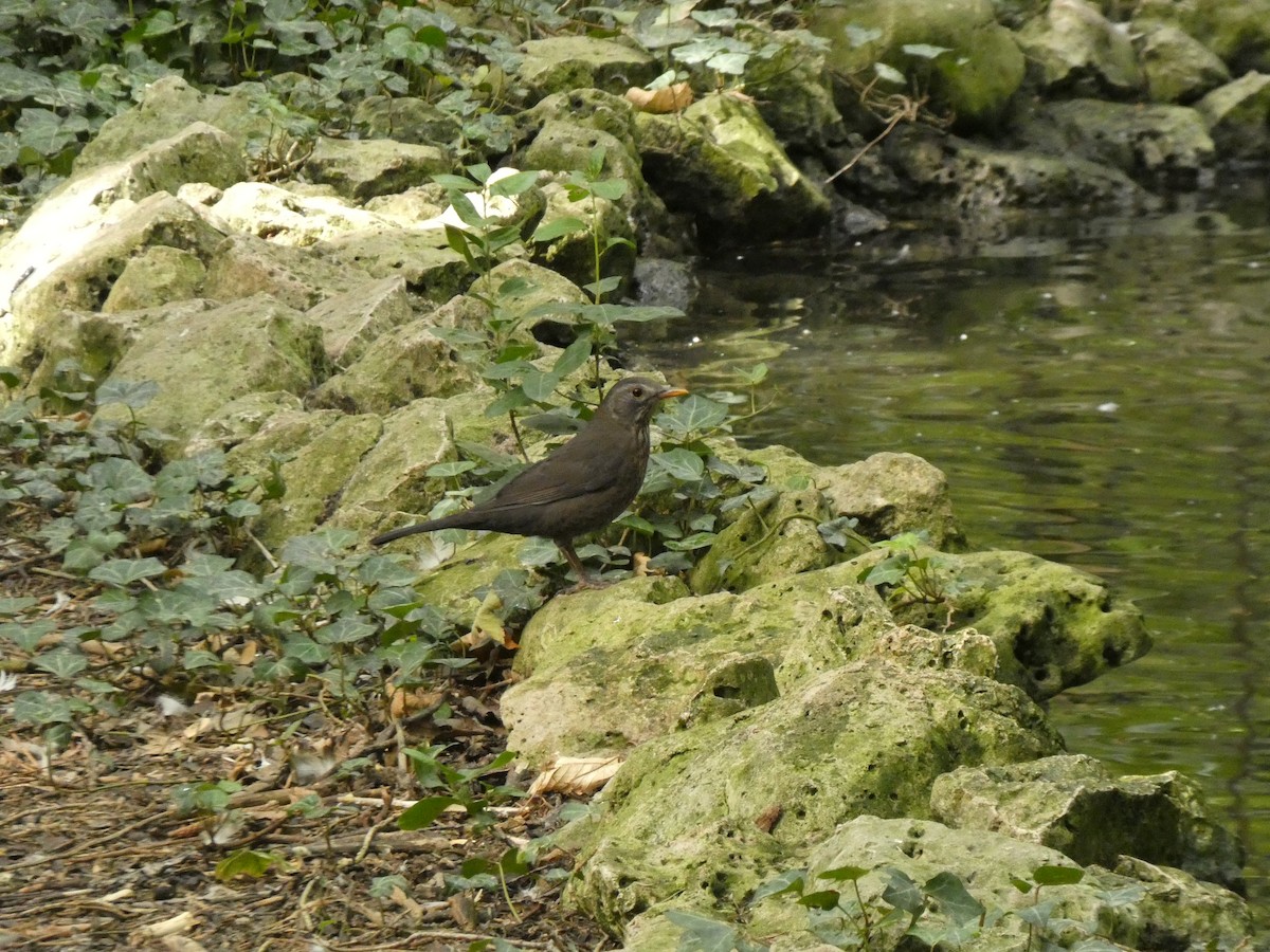 Eurasian Blackbird - ML643084926