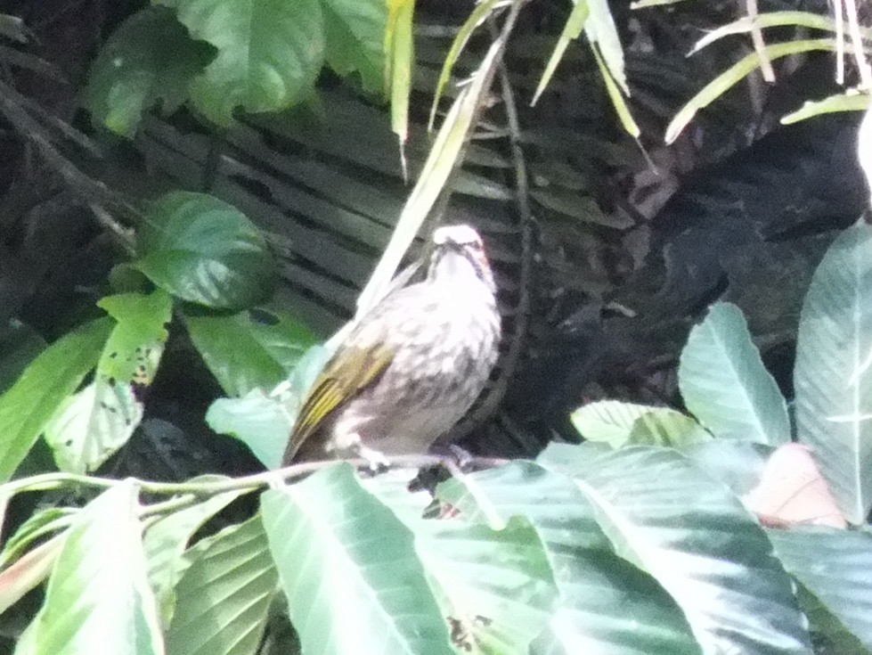 Bulbul à tête jaune - ML643084927