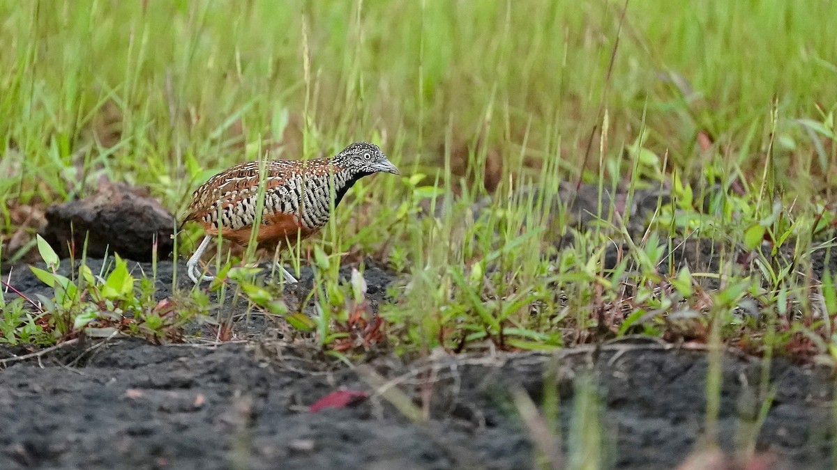 Barred Buttonquail - ML643084934