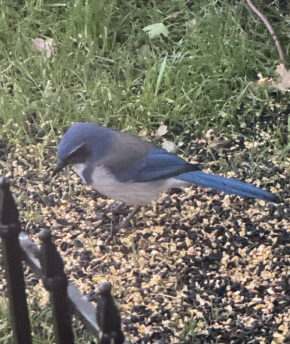 California Scrub-Jay - ML643084937