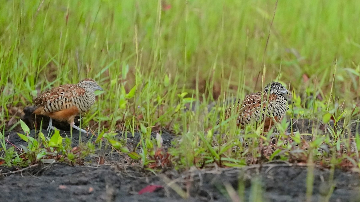 Barred Buttonquail - ML643084940