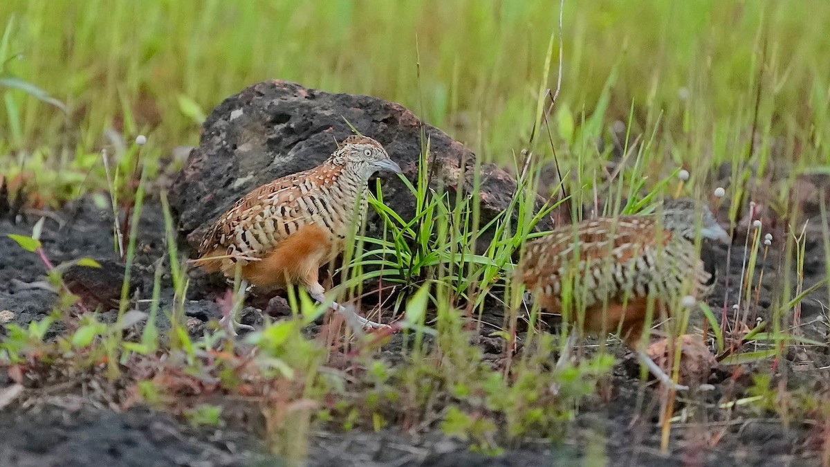 Barred Buttonquail - ML643084956