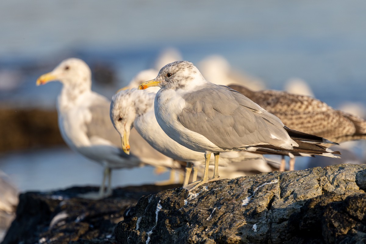 California Gull - ML643084966