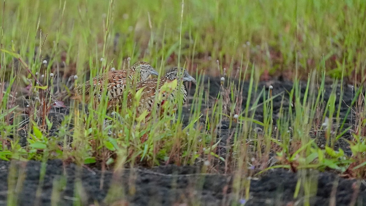 Barred Buttonquail - ML643084968