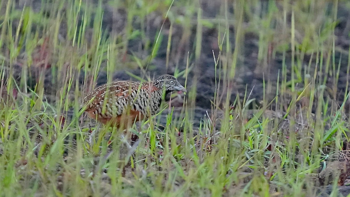 Barred Buttonquail - ML643084971
