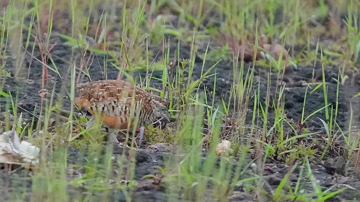 Barred Buttonquail - ML643084985