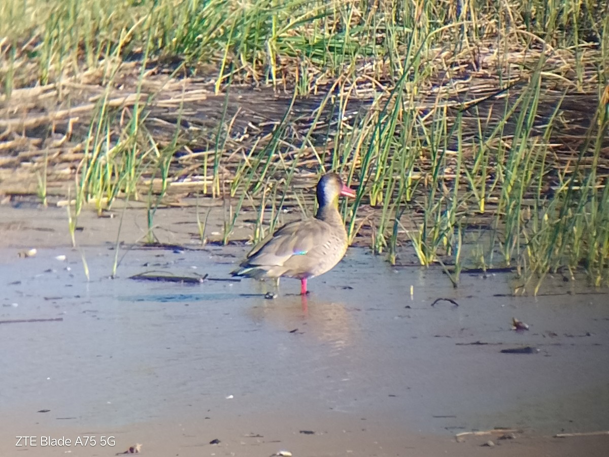 Brazilian Teal - ML643084987