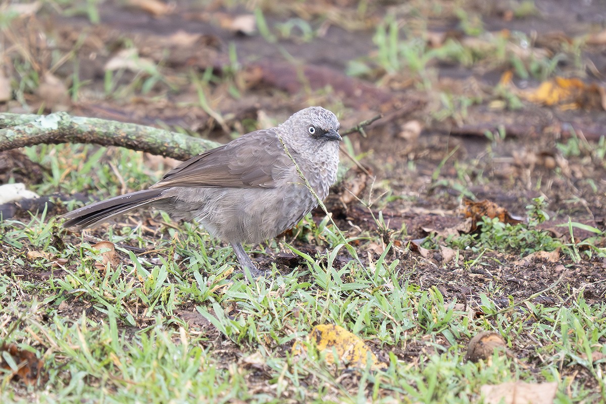 Black-lored Babbler - ML643084988
