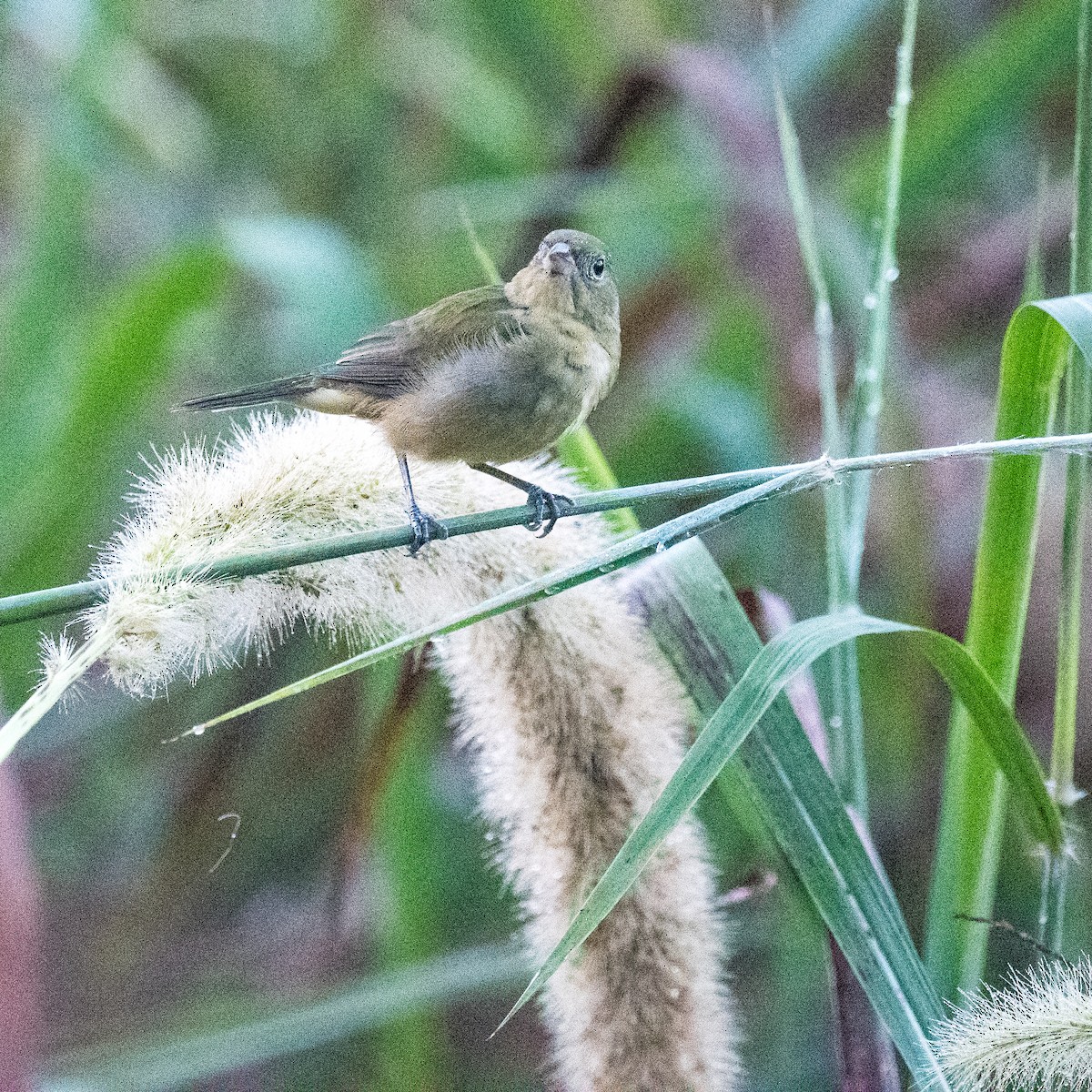 Painted Bunting - ML643085018