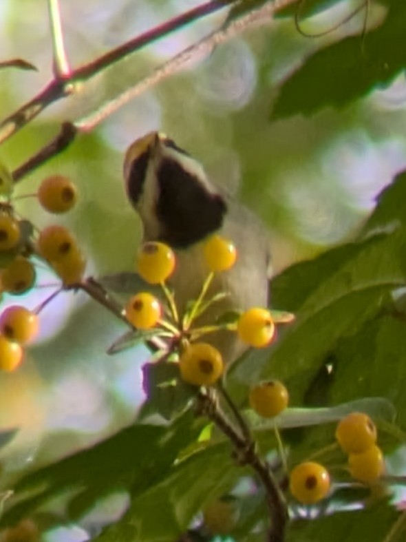 Golden-winged Warbler - ML643085025