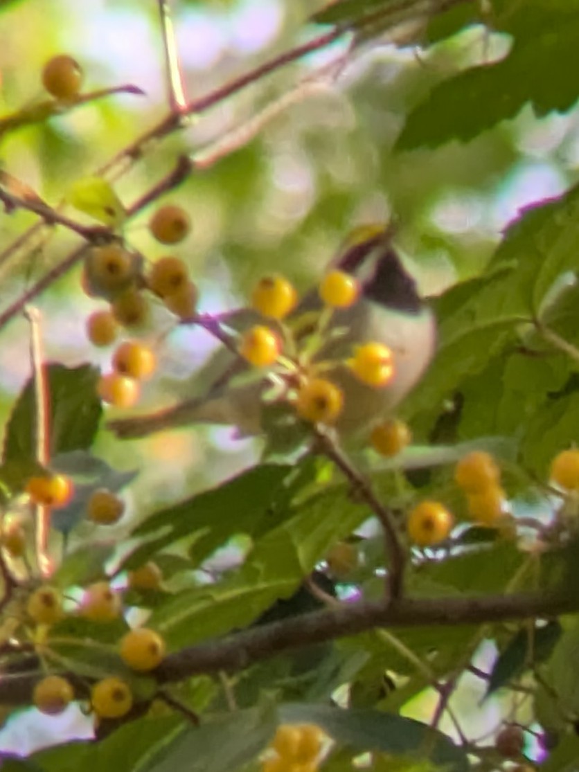 Golden-winged Warbler - ML643085027