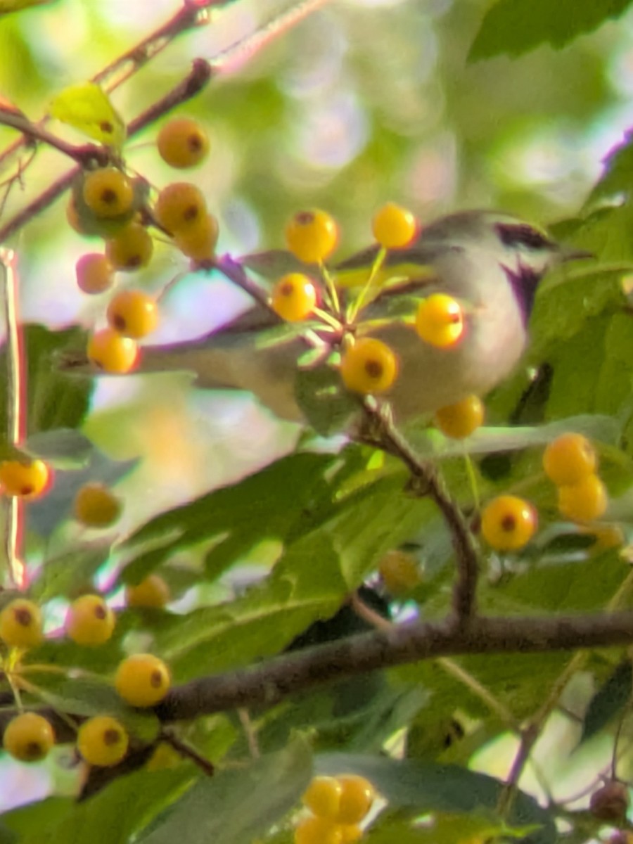 Golden-winged Warbler - ML643085034