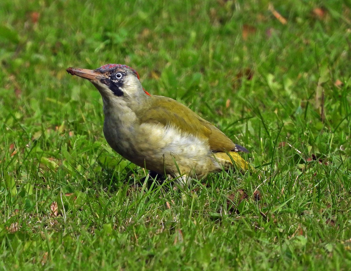 Eurasian Green Woodpecker - ML643085053