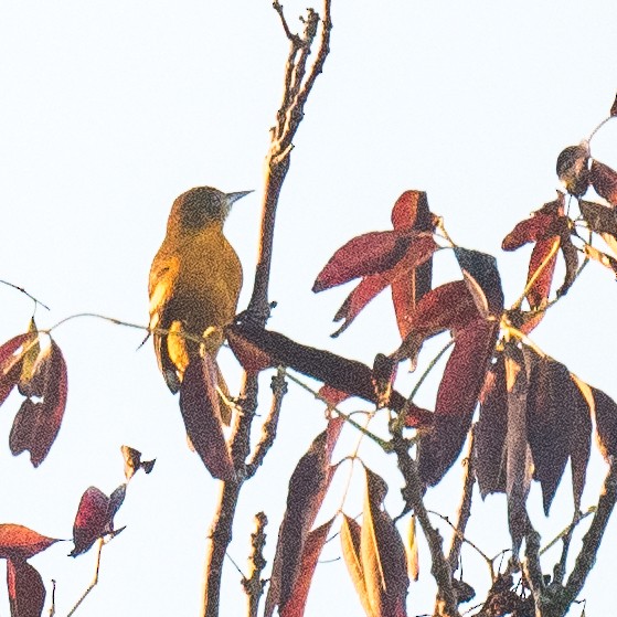 Baltimore Oriole - ML643085062