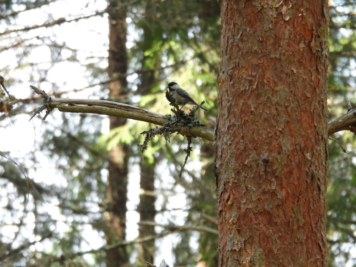 Willow Tit - ML643085083