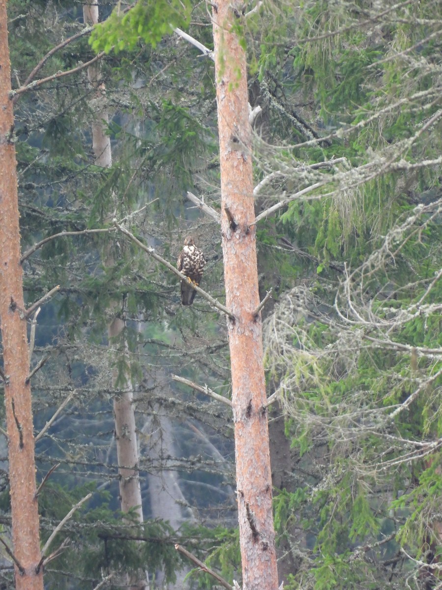 European Honey-buzzard - ML643085099