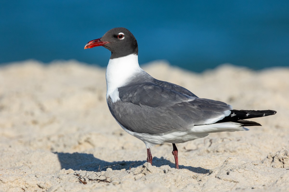 笑鷗 - ML643085103