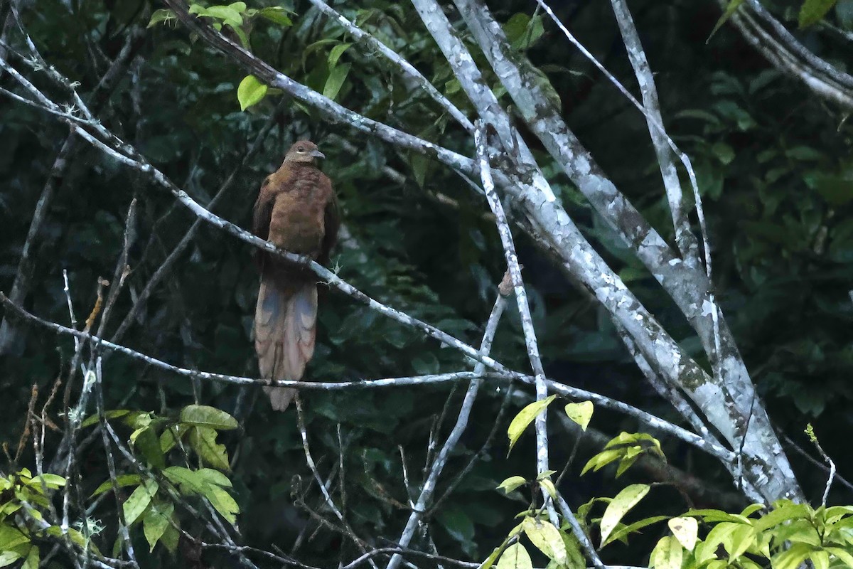 Brown Cuckoo-Dove - ML643085105