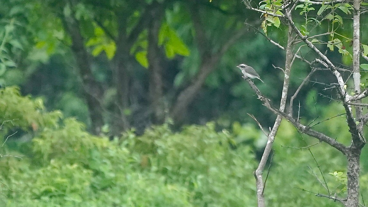 Common Woodshrike - ML643085109