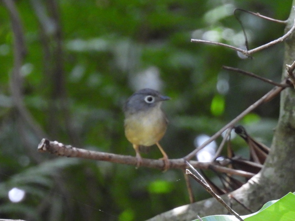 Morrison's Fulvetta - ML643085127