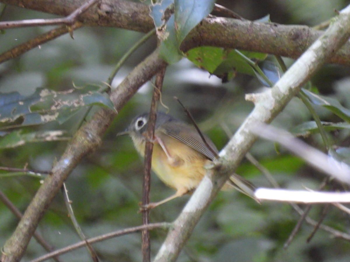 Morrison's Fulvetta - ML643085128