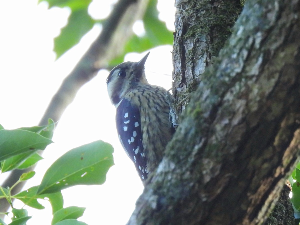 Gray-capped Pygmy Woodpecker - ML643085144