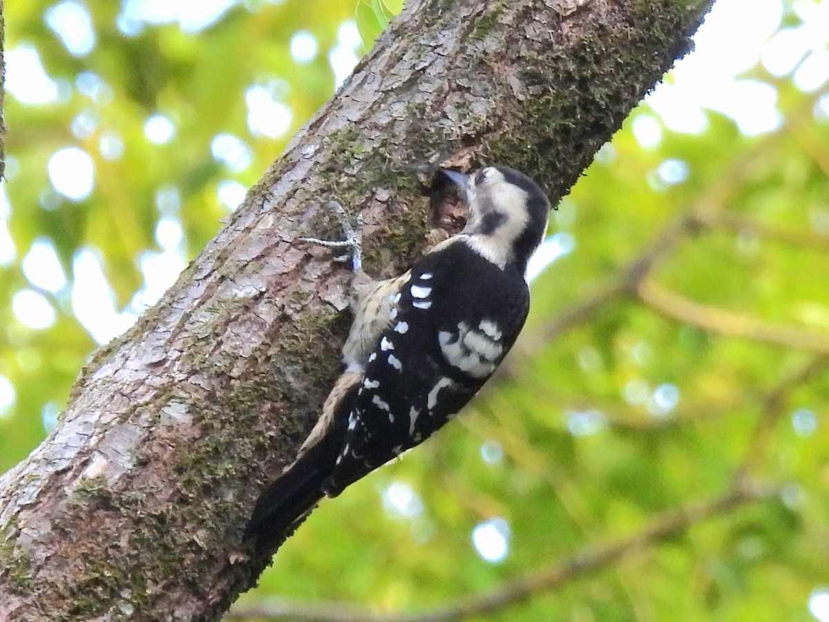 Gray-capped Pygmy Woodpecker - ML643085145