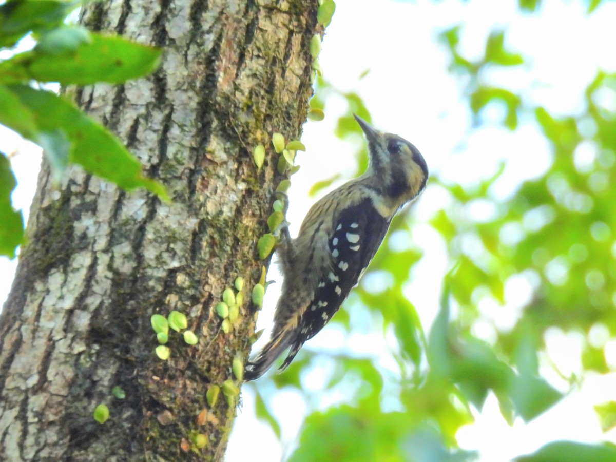 Gray-capped Pygmy Woodpecker - ML643085146