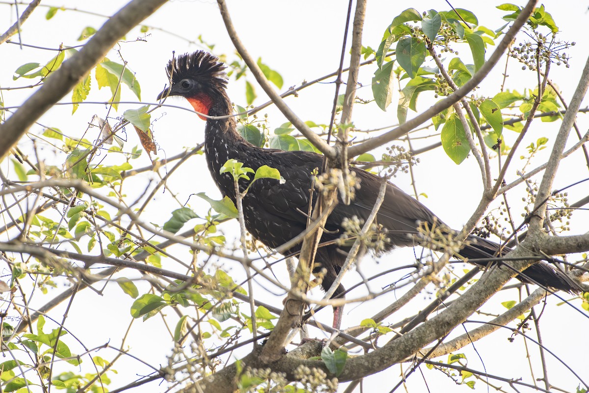 Crested Guan - ML643085149