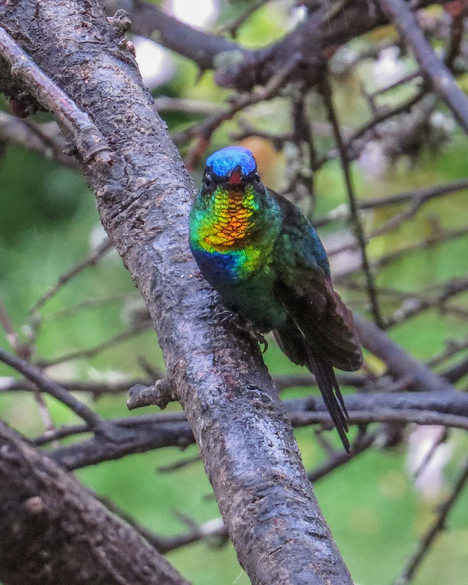 Fiery-throated Hummingbird - ML643085158