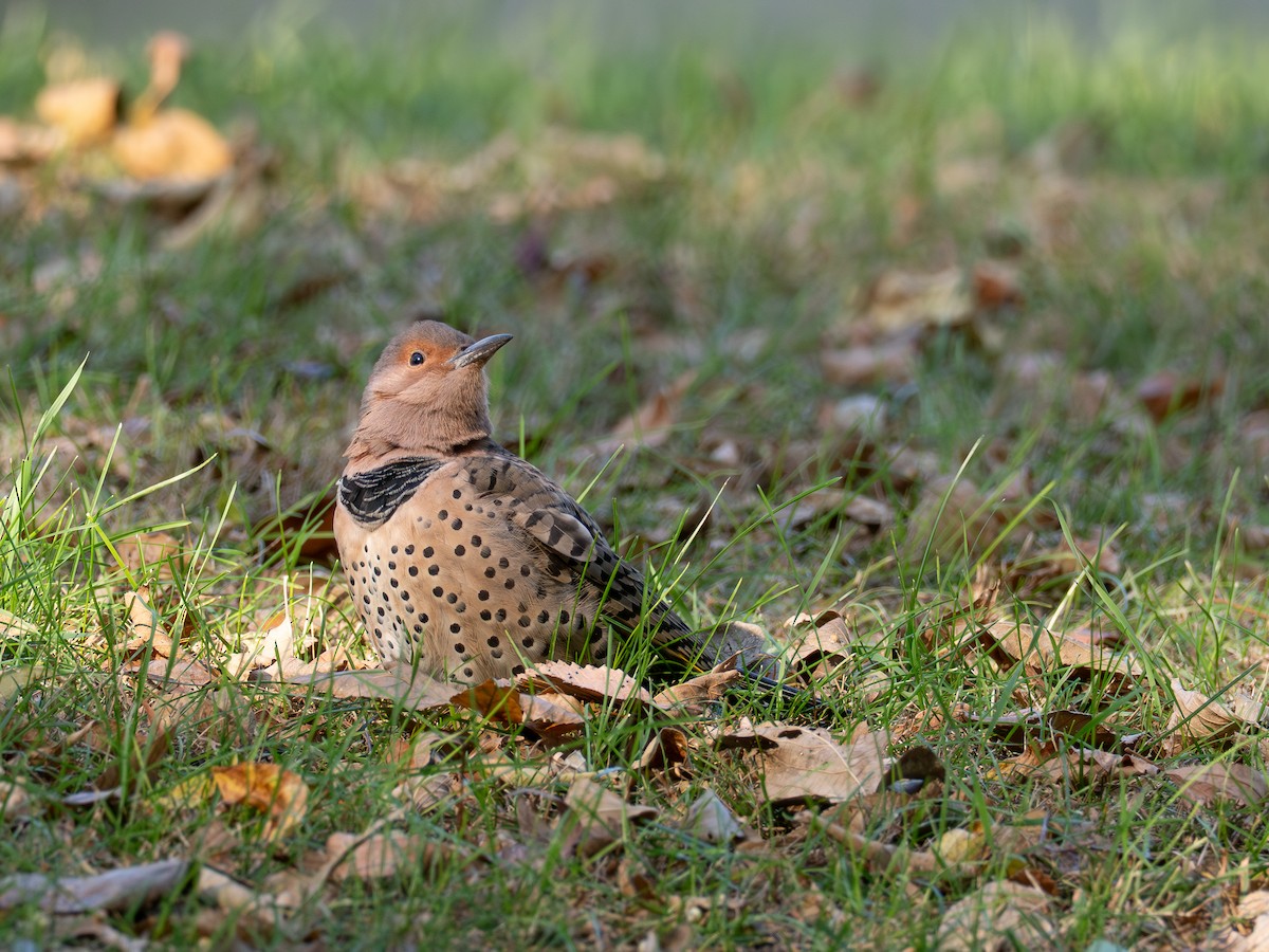 Northern Flicker - ML643085159