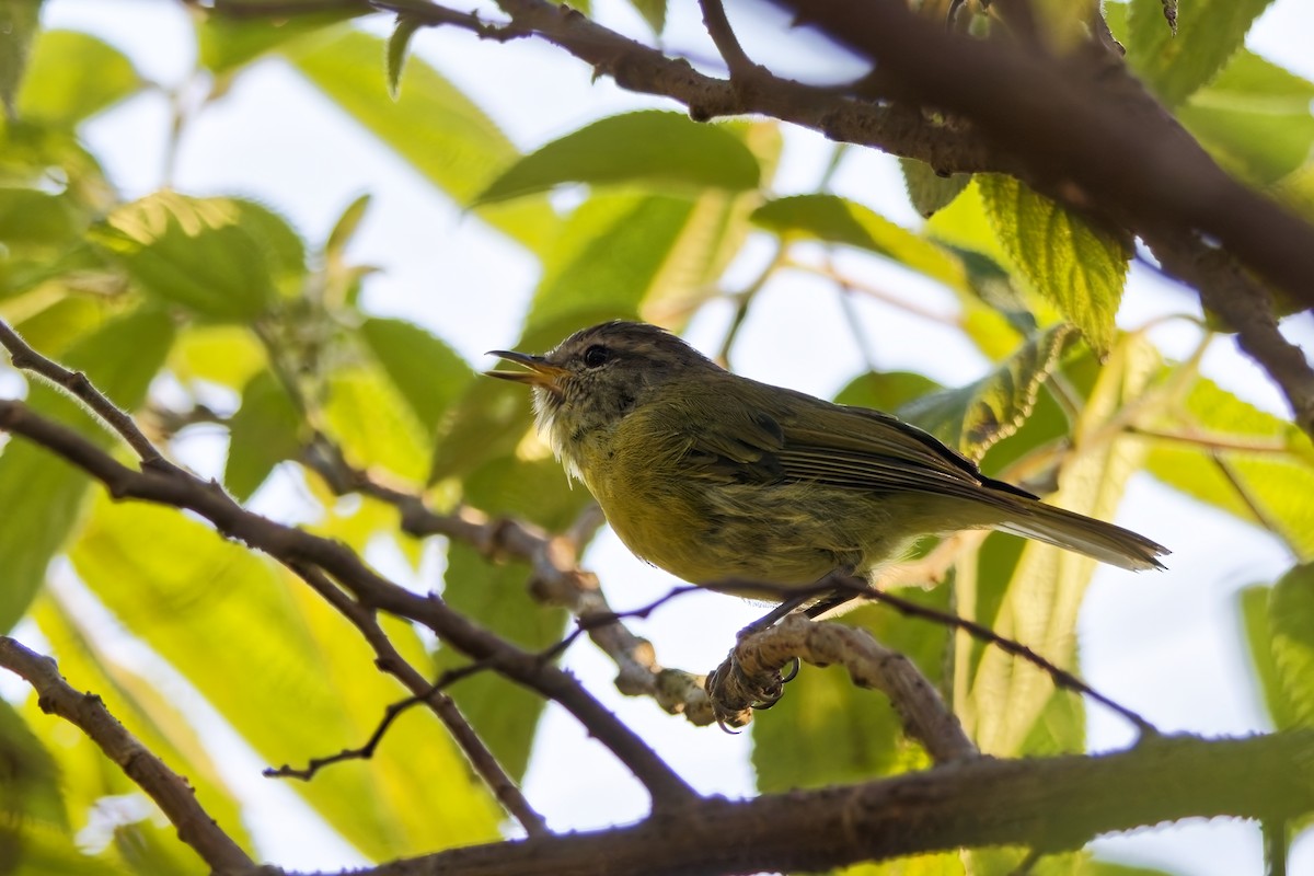 Pouillot de Timor (floresianus) - ML643085166